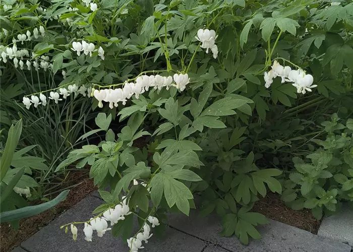 Dicentra spectabilis 'Alba'