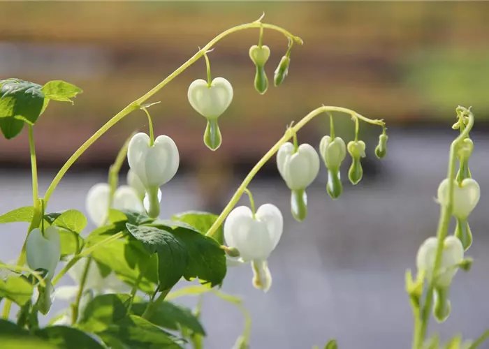 Dicentra spectabilis 'Alba'