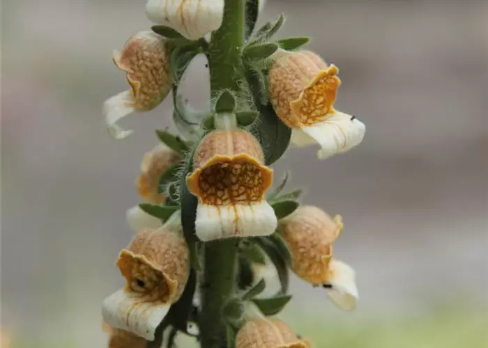 Digitalis ferruginea 'Gelber Herold'