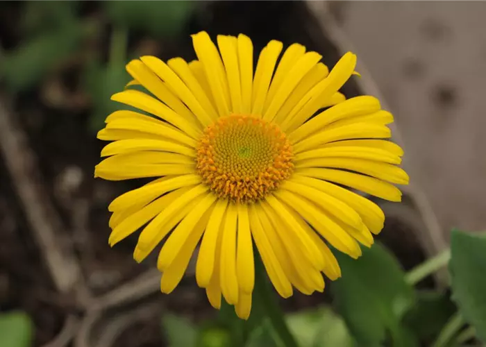 Doronicum orientale 'Little Leo'