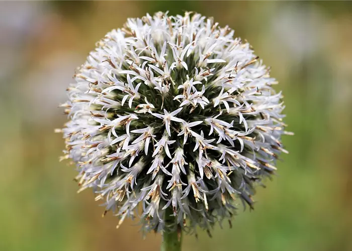 Echinops bannaticus 'Star Frost'