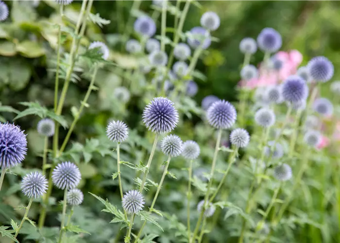 Echinops bannaticus 'Taplow Blue'