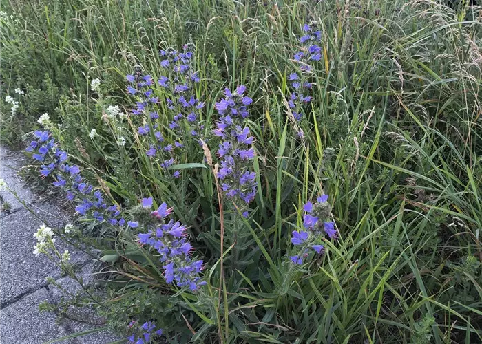Echium vulgare