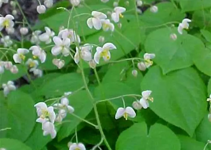 Epimedium pubigerum
