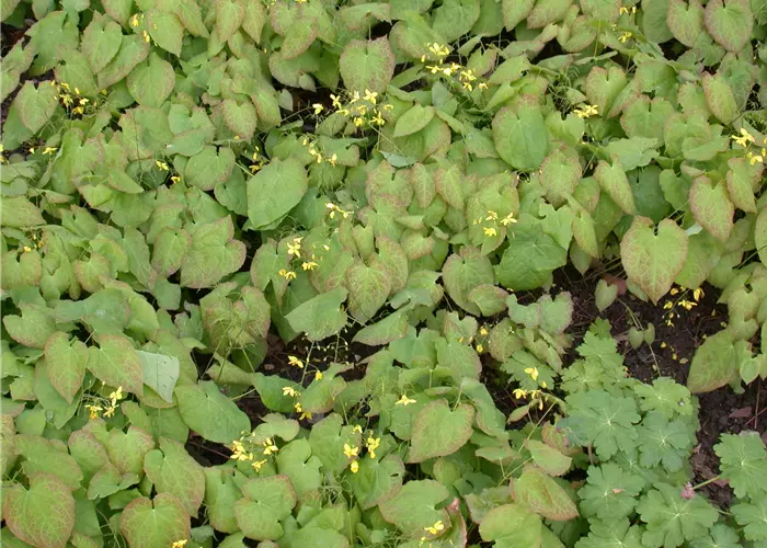 Epimedium x versicolor 'Sulphureum'