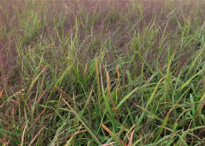 Eragrostis spectabilis 'Purpurflirren'