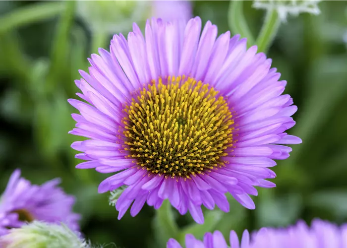 Erigeron glaucus 'Beachboy Blue'