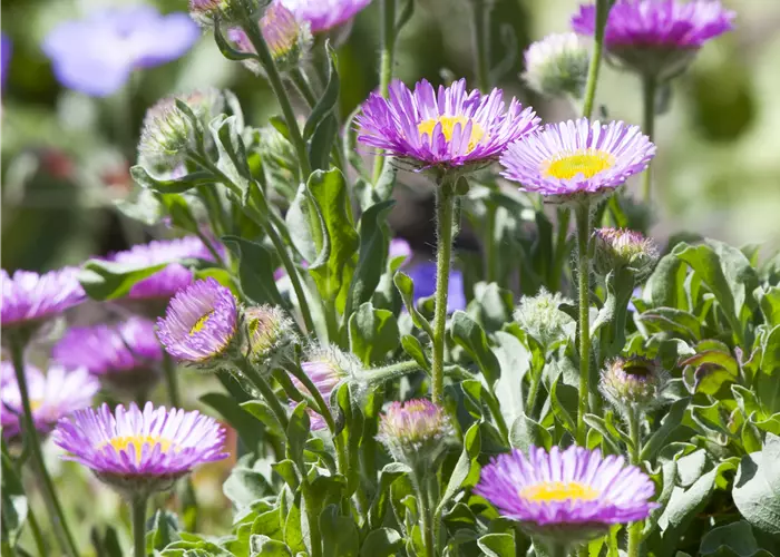 Erigeron glaucus 'Beachboy Blue'