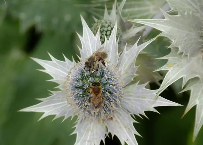 Eryngium giganteum