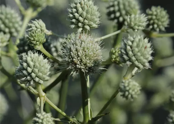 Eryngium yuccifolium
