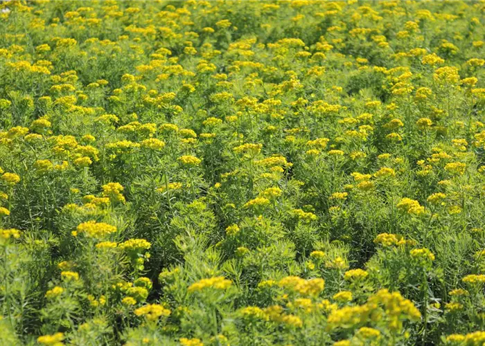 Euphorbia cyparissias