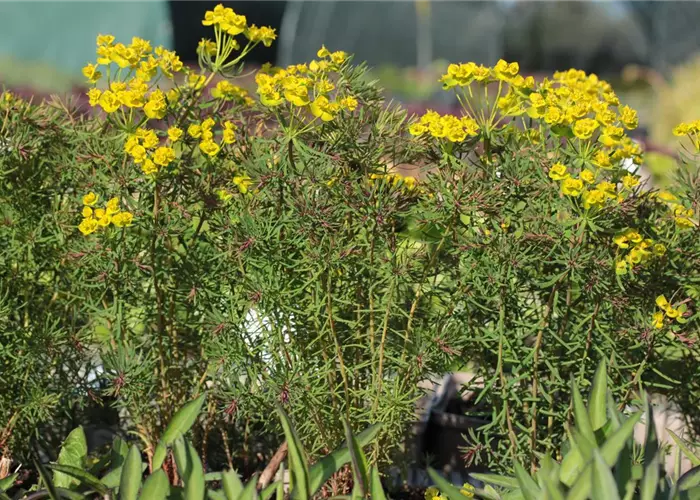 Euphorbia cyparissias 'Clarice Howard'