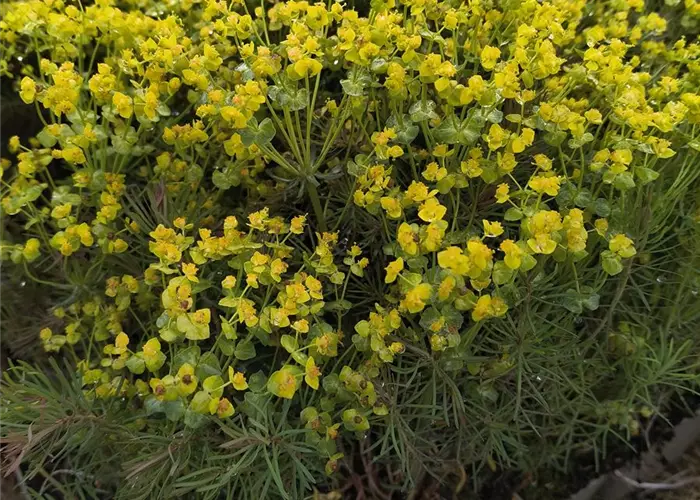 Euphorbia cyparissias 'Fens Ruby'