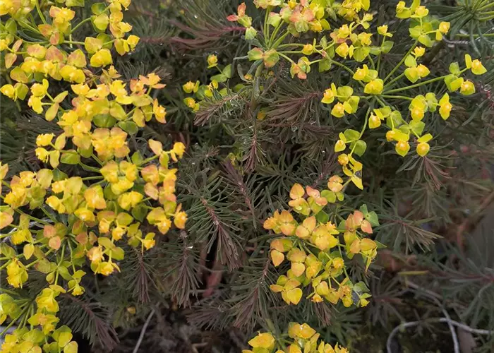 Euphorbia cyparissias 'Fens Ruby'