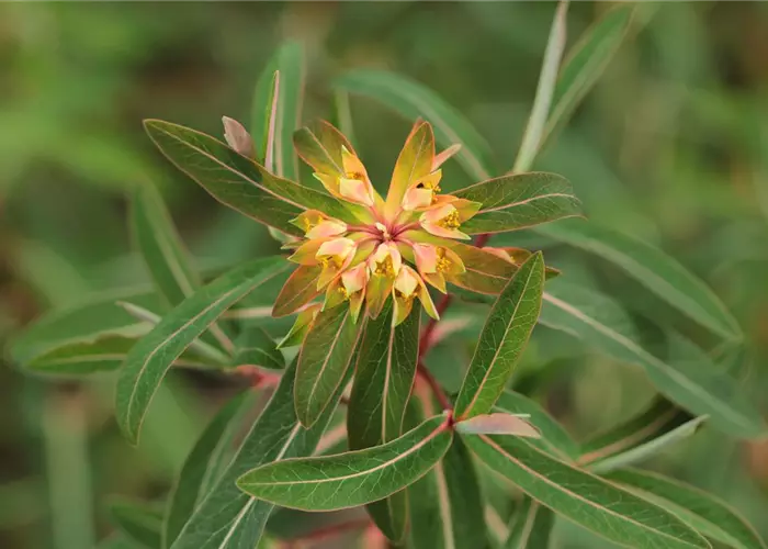 Euphorbia griffithii 'Fireglow'
