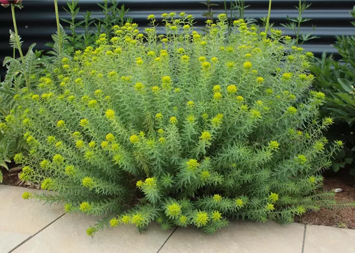 Euphorbia seguieriana ssp.niciciana