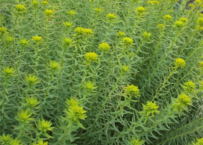 Euphorbia seguieriana ssp. niciciana