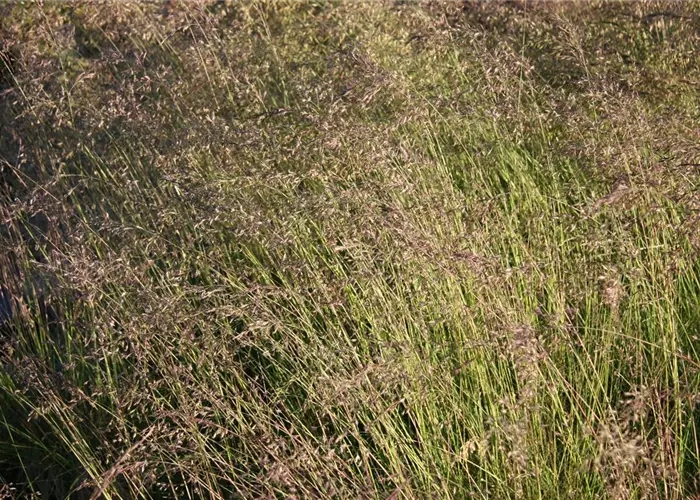 Festuca amethystina