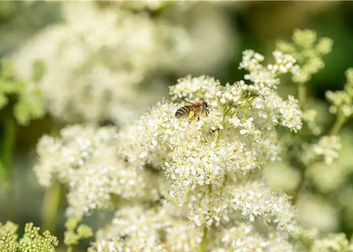 Filipendula ulmaria