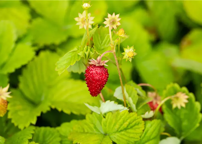 Fragaria vesca var.semperfl.'Rügen'