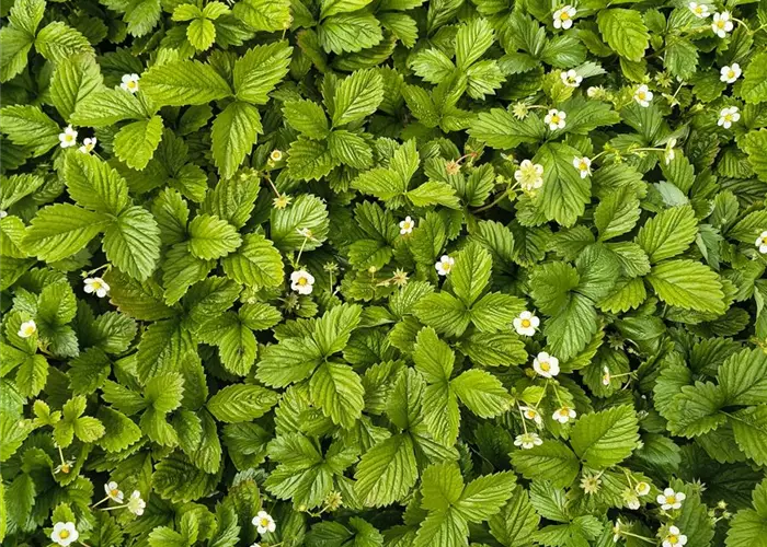 Fragaria vesca var.vesca
