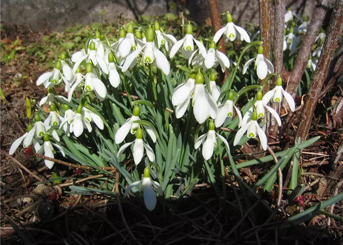 Galanthus nivalis