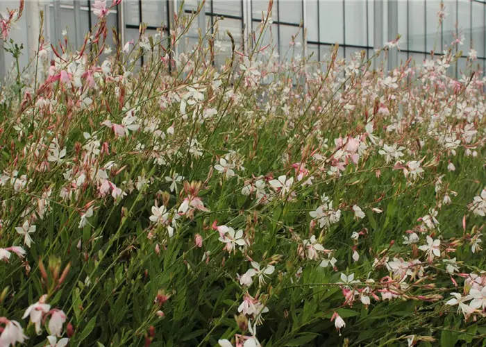 Gaura lindheimeri