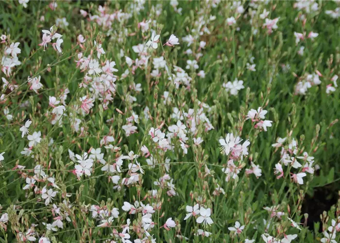Gaura lindheimeri 'Geyser White'