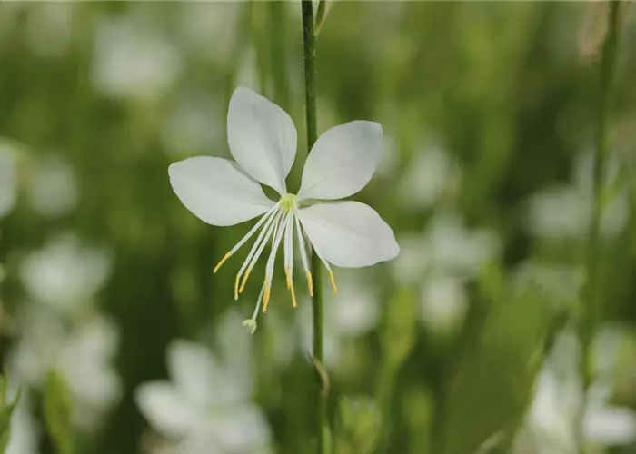 Gaura lindheimeri 'Snowbird'