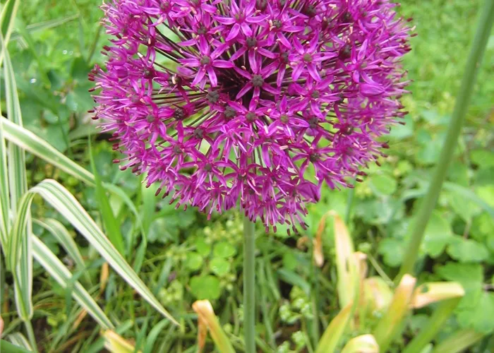 Allium 'Summer Drummer' Allium 'Summer Drummer'