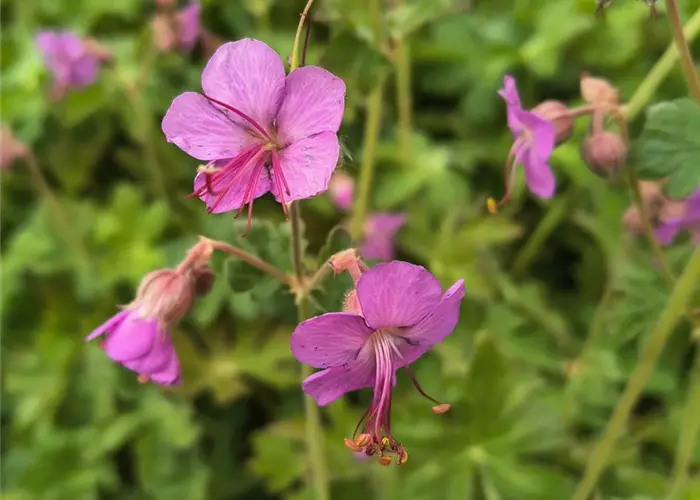 Geranium macrorrhizum 'Bevan'