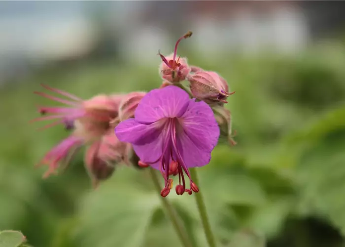 Geranium macrorrhizum 'Czakor'