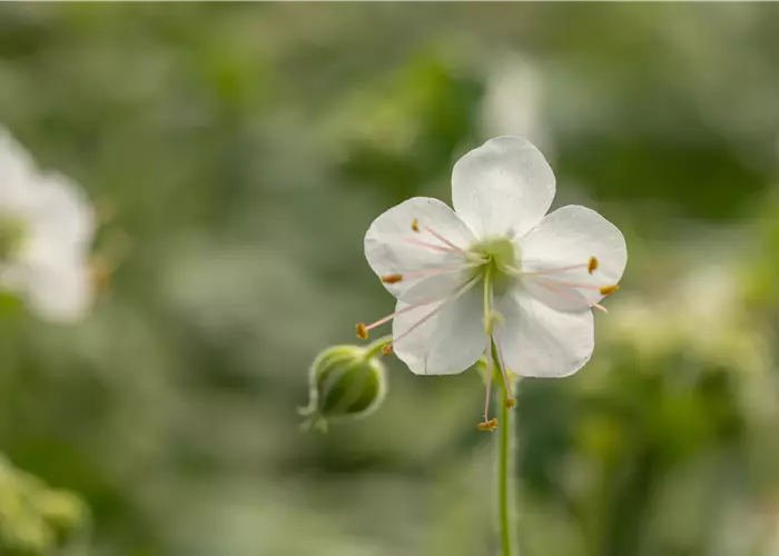 Geranium macrorrhizum 'Geranimo White'-R-