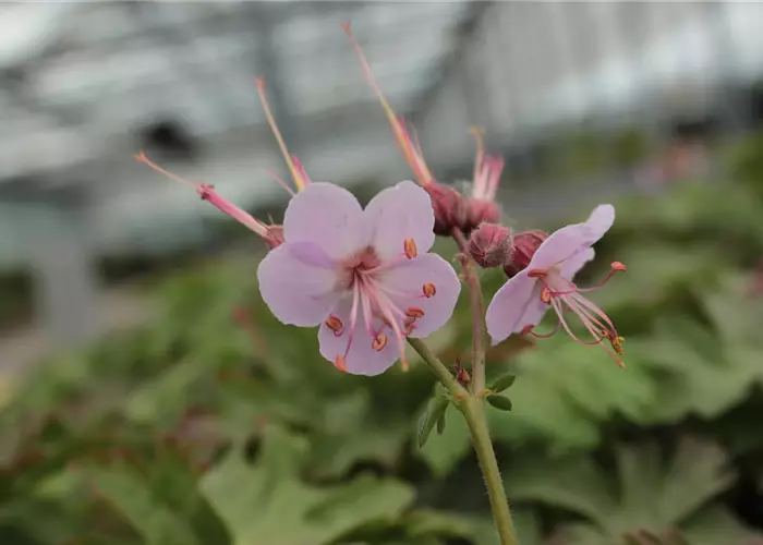 Geranium macrorrhizum 'Ingwersen'