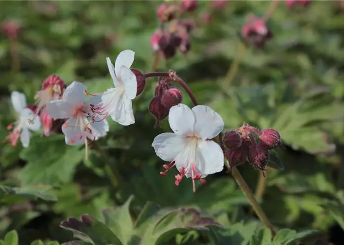 Geranium macrorrhizum 'Spessart'
