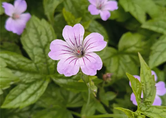 Geranium nodosum