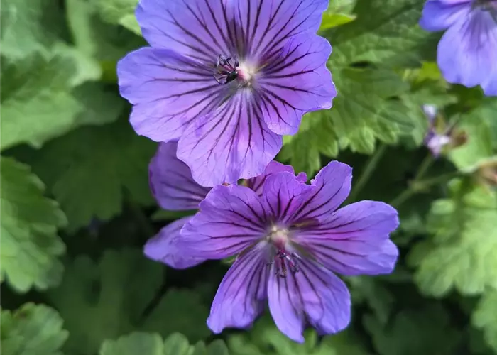 Geranium renardii 'Philippe Vapelle'