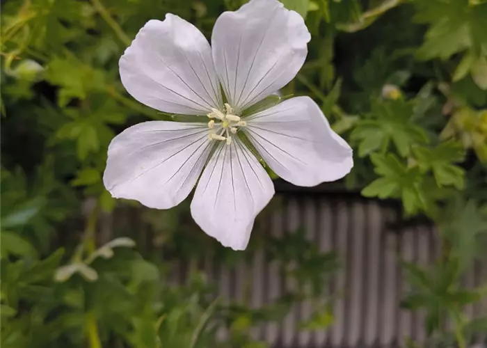Geranium sanguineum 'Album'