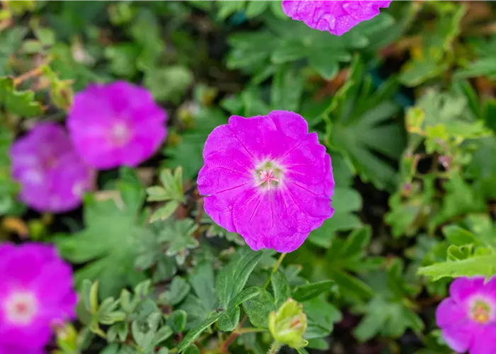 Geranium sanguineum 'Max Frei'