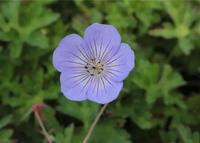 Geranium wallichianum 'Azure Rush' -R-