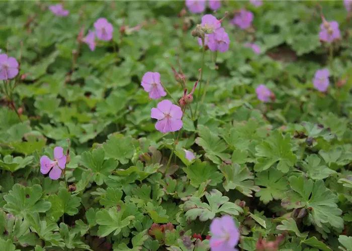 Geranium x cantabrigiense 'Cambridge'