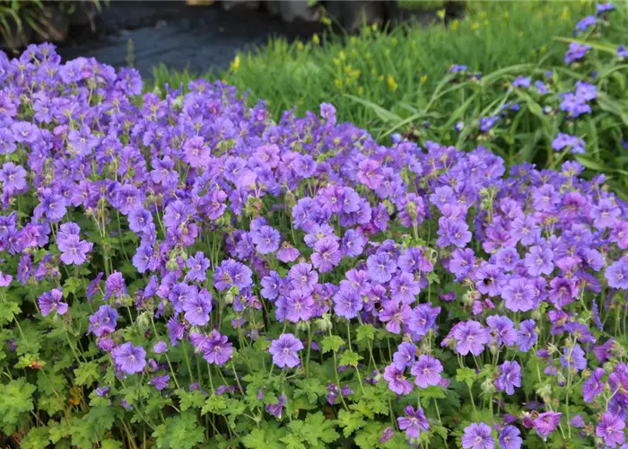 Geranium x magnificum 'Anemoniflorum'