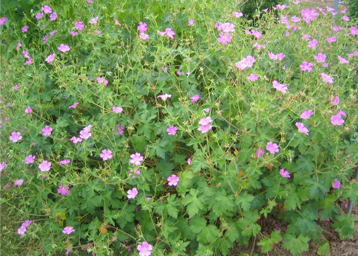 Geranium x oxonianum 'Rosenlicht'