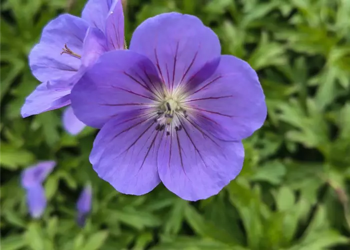 Geranium x pratense 'Brookside'