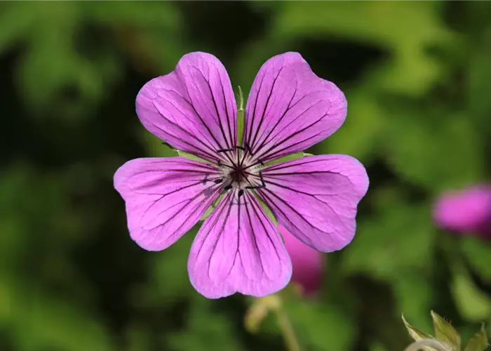 Geranium x wallichianum 'Pink Penny' -R-