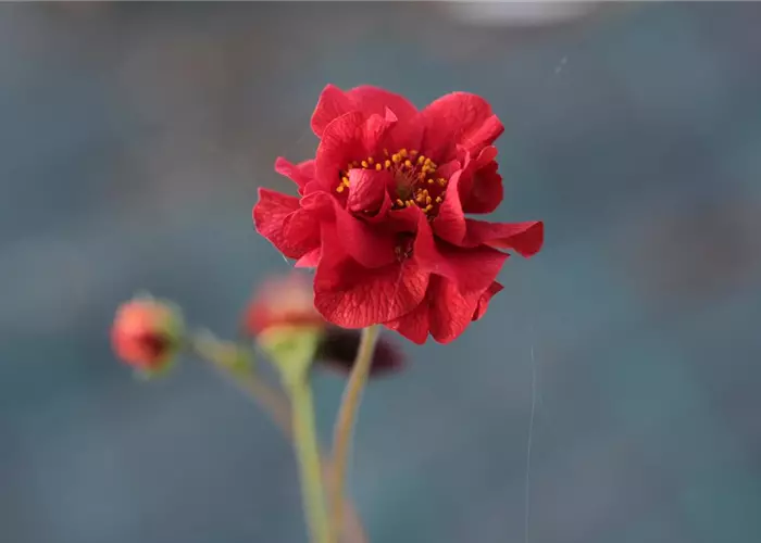 Geum chiloense 'Feuerball', gen.