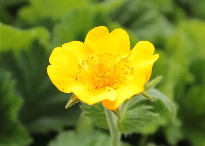Geum montanum 'Diana'