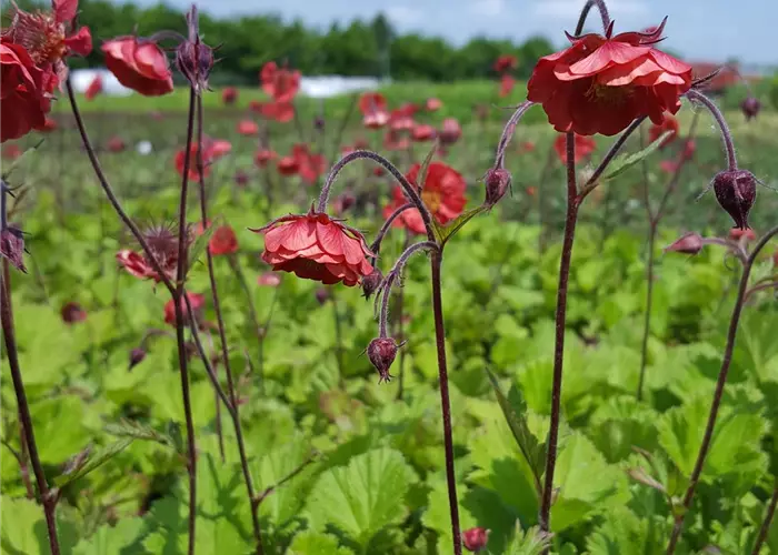 Geum rivale 'Flames of Passion' -R-