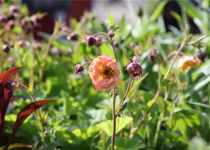 Geum x cult.'Mai Tai'