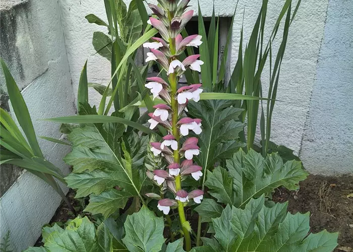 Acanthus mollis